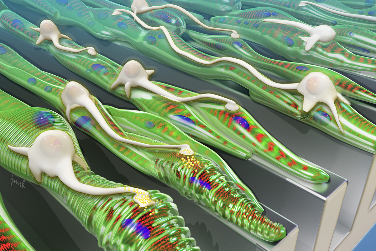 As shown in this artist&#8217;s rendering, grooved surfaces help muscle grow into aligned fibers, which provides a track for neurons to follow. Image by Janet Sinn-Hanlon