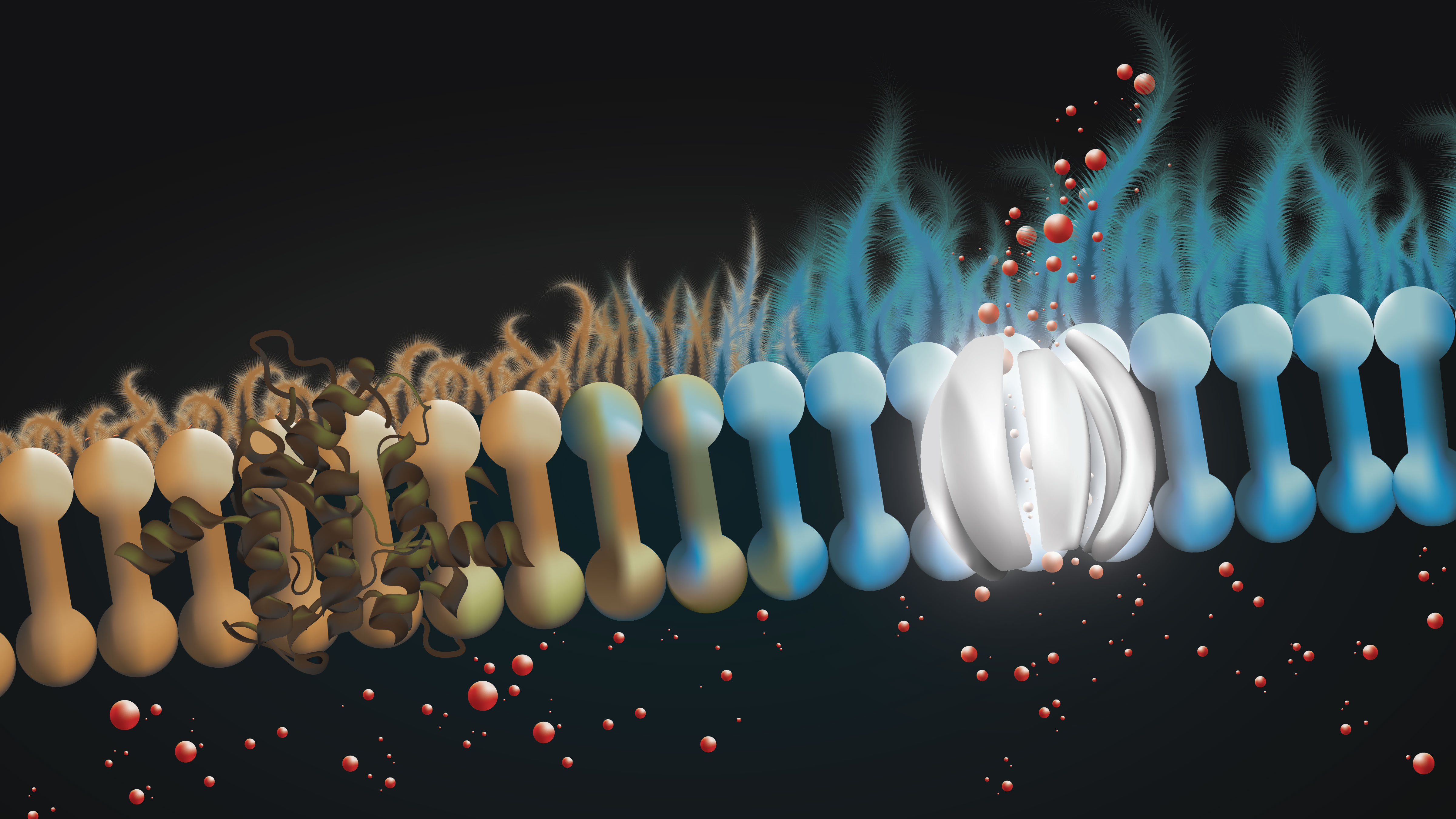 People with cystic fibrosis are missing a protein in the lining of the lung that releases bicarbonate, a key infection-fighting agent. The drug amphotericin can form channels to release bicarbonate in lung tissue, restoring the airway surface liquid&amp;amp;amp;amp;amp;amp;rsquo;s antibiotic properties. Graphic by Rebecca Schultz.