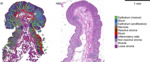 Image of cells comparison