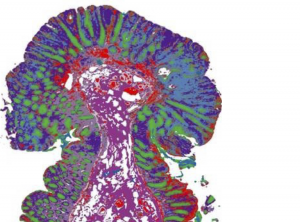 Image of cells, single image