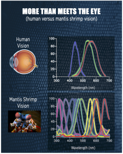 Mantis Eye perception comparison
