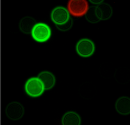 A microscopy image of fluorescent nanodiamonds