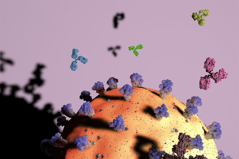 Different antibodies (green, aqua, pink) attack different parts of the SARS-CoV-2 viral particle (yellow/orange sphere). The virusâ€™s spike proteins (purple) are a key antibody target, with some antibodies attaching to the top (darker purple) and others to the stem (paler zone).
Graphic by Yiquan Wang
