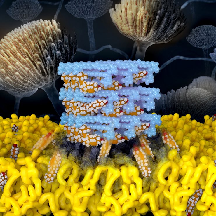 The mechanism for a critical but highly toxic antifungal is revealed in high resolution. Self-assembled Amphotericin B sponges (depicted in light blue) rapidly extract sterols (depicted in orange and white) from cells. This atomic level understanding yielded a novel kidney-sparing antifungal agent.